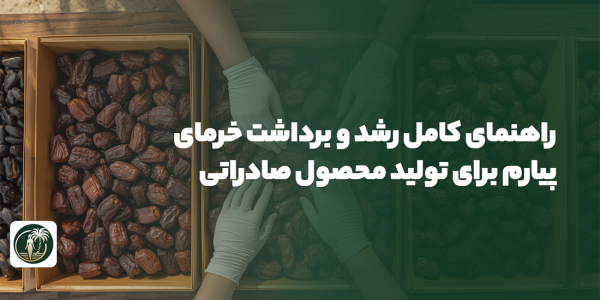 Piarom Date Harvest برداشت خرمای پیارم